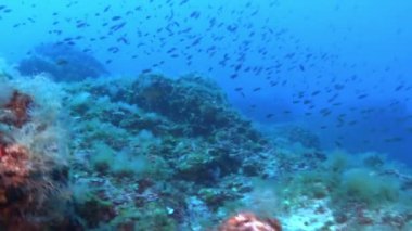 POV - Scuba diving in the Mediterranean Sea