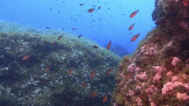 Underwater Lanscape Mediterranean Sea Reef — Vídeo de Stock
