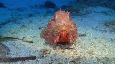 Undersea life - Red mediterranean scorpion fish at the seabed