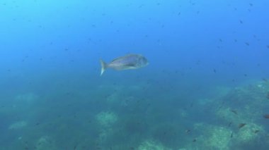 Fish underwater - Alone dentex fish swimming in blue water