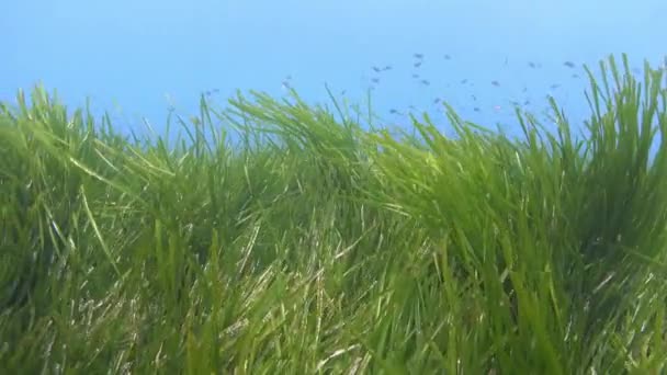 Nature Underwater Posidonia Seawed Seabed — Vídeo de stock