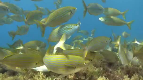 Marine Life Gold Banded Fish Shoal Salema Fish Close Camera — Wideo stockowe