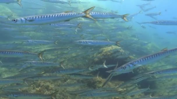 Big School Barracuda Fish Scuba Diving Majorca — Video
