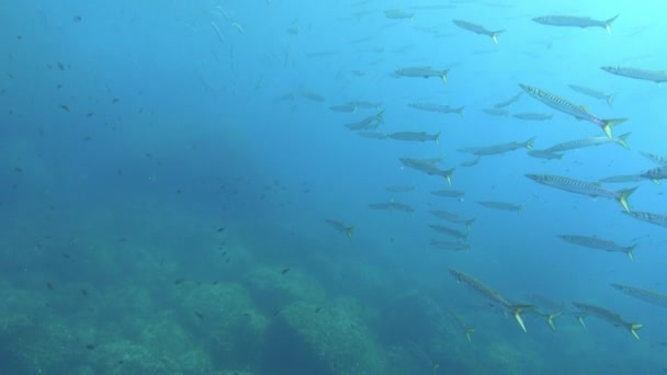 Underwater Scene School Barracuda Fish Cloudy Water — Vídeo de stock