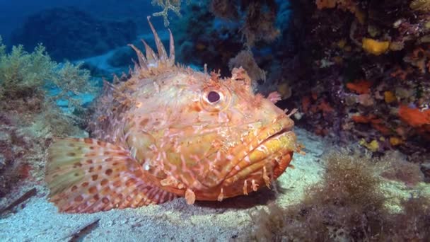 Widlife Underwater Red Scorpionfish Quiet Seabed — Video Stock