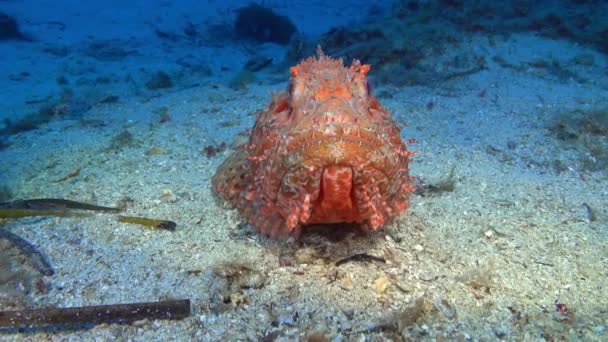 Undersea Life Red Mediterranean Scorpion Fish Seabed — Wideo stockowe