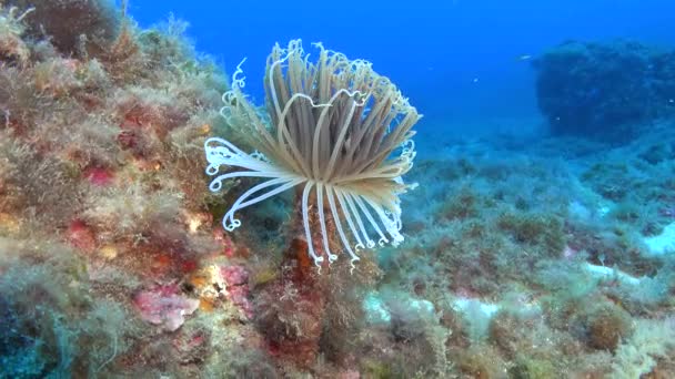 Nature Underwater Cerianthus Anemone Colourful Seabed — Stok Video