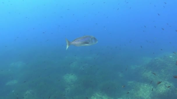 Ψάρια Υποβρύχια Μόνος Dentex Ψάρια Που Κολυμπούν Μπλε Νερά — Αρχείο Βίντεο