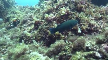 Akdeniz resif balığı sığ sularda yüzer