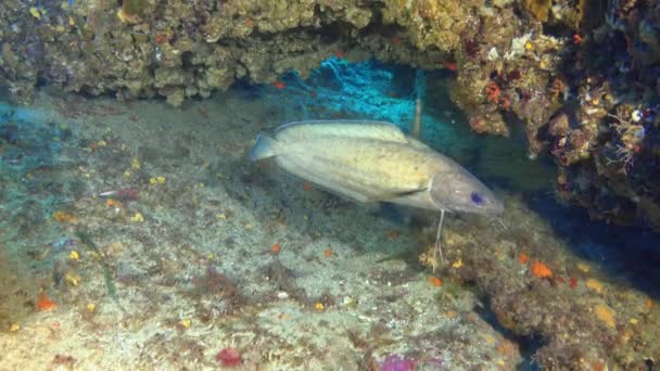 海洋生物 在多彩的水下场景中的叉须鱼 — 图库视频影像