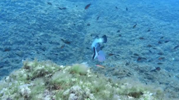 Zackenbarsche Schwimmen Über Den Meeresboden — Stockvideo