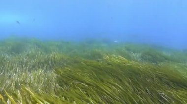 POV - Sualtı Sahnesi - Yeşil bir Posidonia yosun sahasında dalış