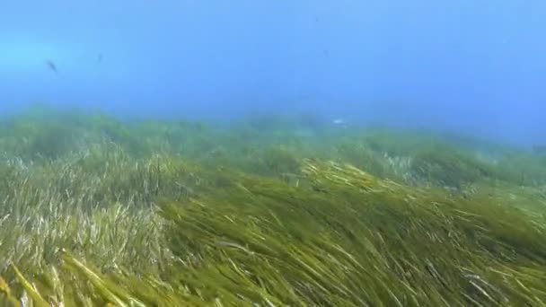 Pov Escena Submarina Buceo Sobre Campo Algas Verde Posidonia — Vídeo de stock