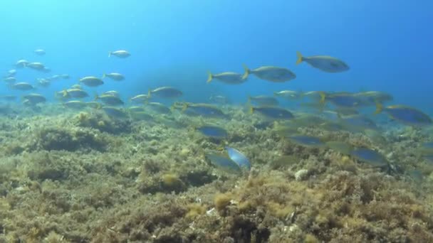 Σχολή Ψαριών Χρυσές Ζώνες Μεσογειακή Θάλασσα Υποβρύχια — Αρχείο Βίντεο