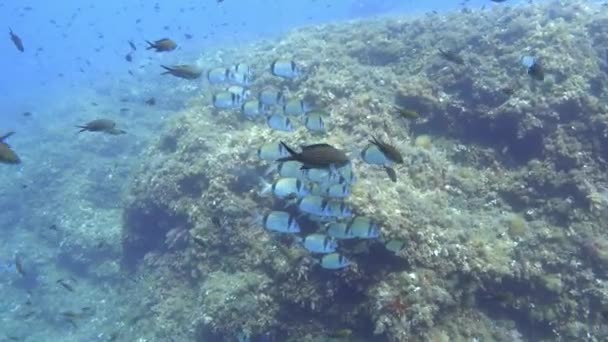 Twee Banded Brasem Vis School Middellandse Zee Onderwater — Stockvideo