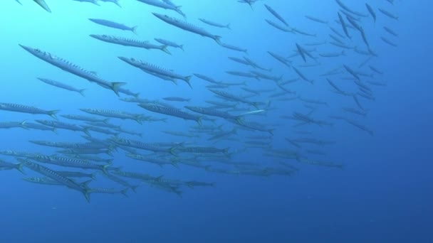 水下场景 大群梭鱼 马约卡的Scuba潜水 — 图库视频影像