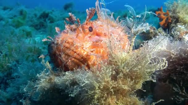 Podwodny Świat Czerwony Skorpion Krajobrazy Ryb Aparatu — Wideo stockowe