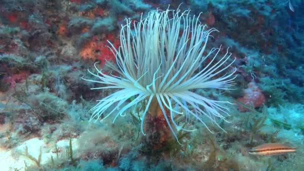Dunia Bawah Laut Cerianthus Dasar Laut Yang Dalam — Stok Video