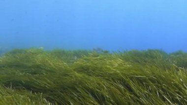 POV - Yeşil bir posidonia yosun tarlasında tüplü dalış