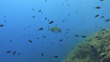 Sığ sularda tek başına balık.