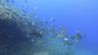Kahverengi kıt balık ve iki şeritli balık sığ deniz suyunda yüzer.