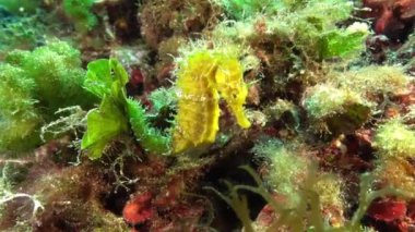 Renkli bir sualtı sahnesinde Deniz Atı Akdeniz yaşamı