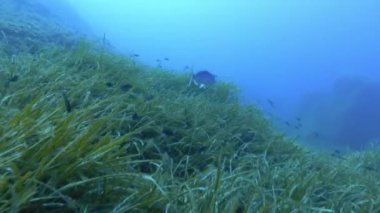 Dentex Dentex - Akdeniz Deniz yaşamı