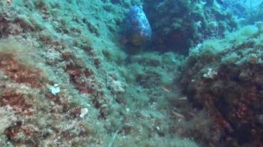 Büyük balık kameradan kaçar.