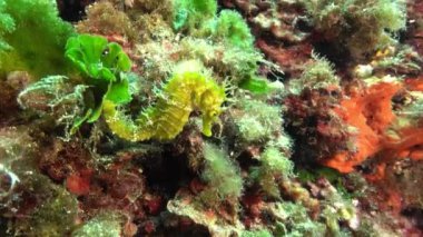 Renkli bir sualtı sahnesinde sarı deniz atı.