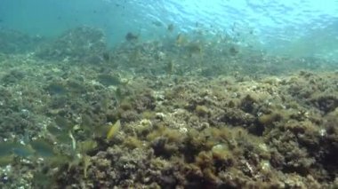 Su altı dünyası - Akdeniz resifinde altın bantlı balık (Salema) 