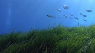 POV Akdeniz resifinde dalış yapıyor.