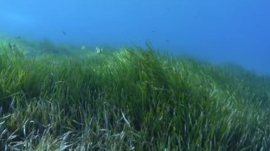Su altı manzarası - Yeşil bir Posidonia sahasının üzerinde tüple dalış
