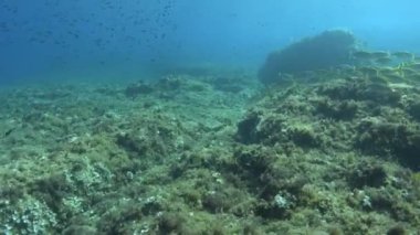 Sualtı manzarası - Mayorka 'da tüplü dalış