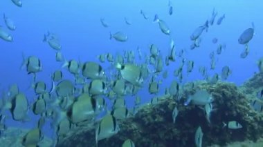Büyük bir balık sürüsüyle tüplü dalış.