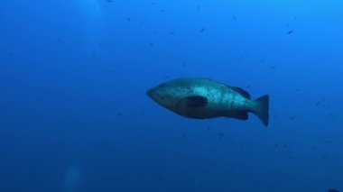Deniz altı dünyası - Büyük balık mavi deniz suyunda tek başına yüzüyor