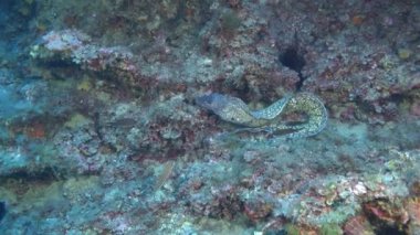 Vahşi yaşam su altında - Moray yılan balığı deniz tabanında yüzüyor