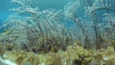 Deniz yaşamı - Deniz tabanında yüzen algler