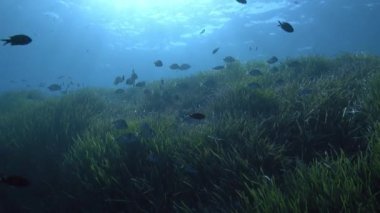 Su altı arka plan ışıkları - Posidonia deniz yosunu alanı