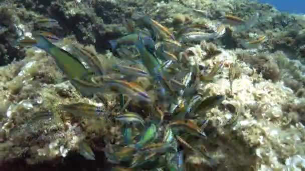 Unterwasserwelt Kleine Bunte Rifffische Tauchen Auf Mallorca — Stockvideo
