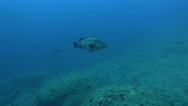 Риба Акваланг Річці Майорка Групер — стокове відео