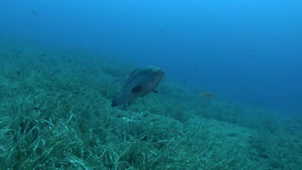 海底海洋生物大型地中海水底石斑鱼 — 图库视频影像