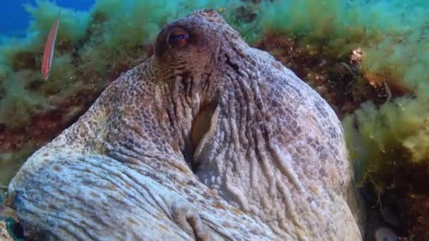 Wildlife Underwater Octopus Close Camera — Stock Video