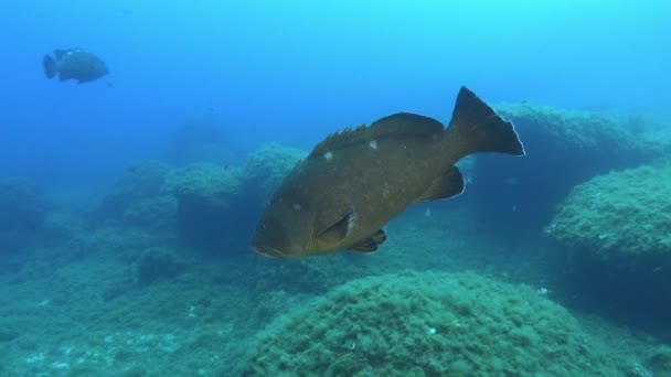 Altı Dünyası Mavi Deniz Suyundaki Büyük Balık Balığı — Stok video
