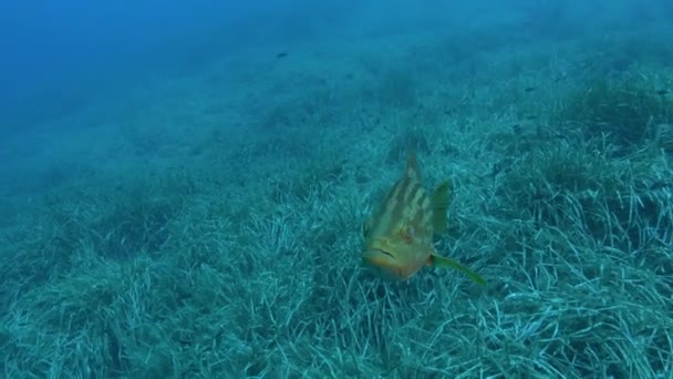 Vida Submarina Pequeños Peces Mero Mirando Cámara — Vídeos de Stock