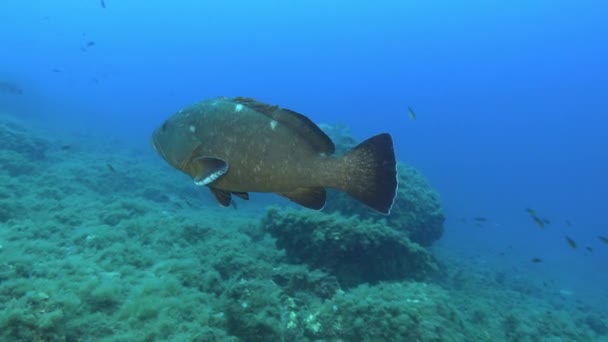 Underwater World Big Groupers Close Camera Scuba Diving Majorca — Stock Video