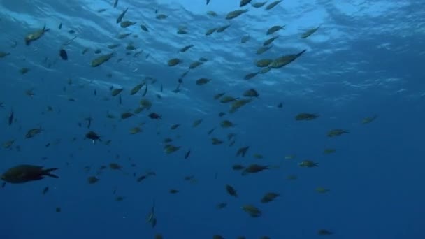 Дамская Косяк Чистой Голубой Морской Воде — стоковое видео