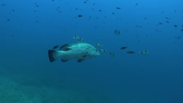 Undervattensscen Stor Grouper Fisk Och Två Bandad Braxen Fisk Stim — Stockvideo