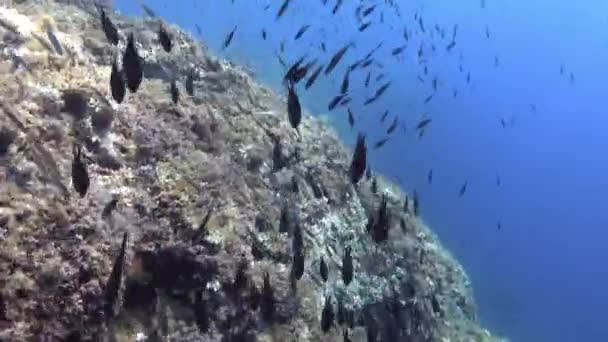 Altı Lansdcape Bir Sürü Küçük Resif Balığı — Stok video