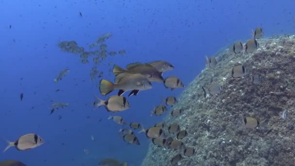 Підводні Човни Мідійському Рифі — стокове відео
