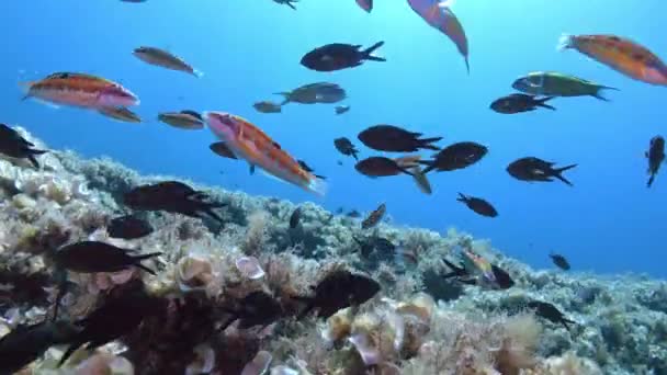 Kameraya Yakın Yüzen Renkli Resif Balıkları Akdeniz Suları Altında — Stok video